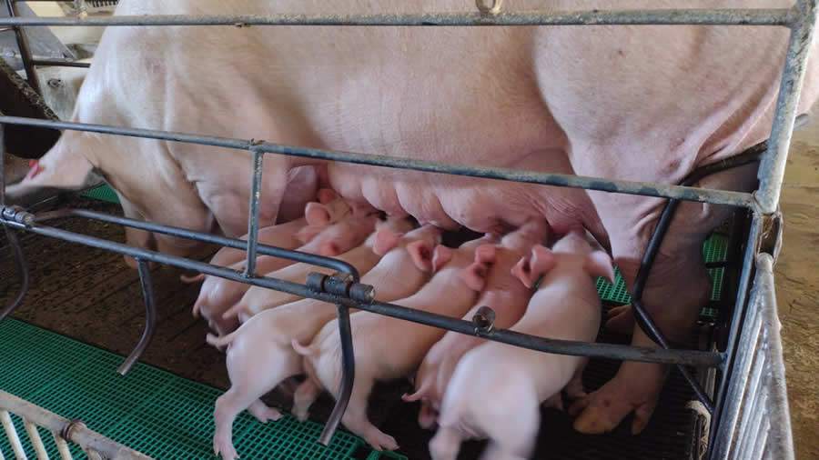 Levantamento da MCassab comprova que o alto desempenho aumenta as exig&ecirc;ncias nutricionais, que quando n&atilde;o supridas, reduzem a longevidade reprodutiva