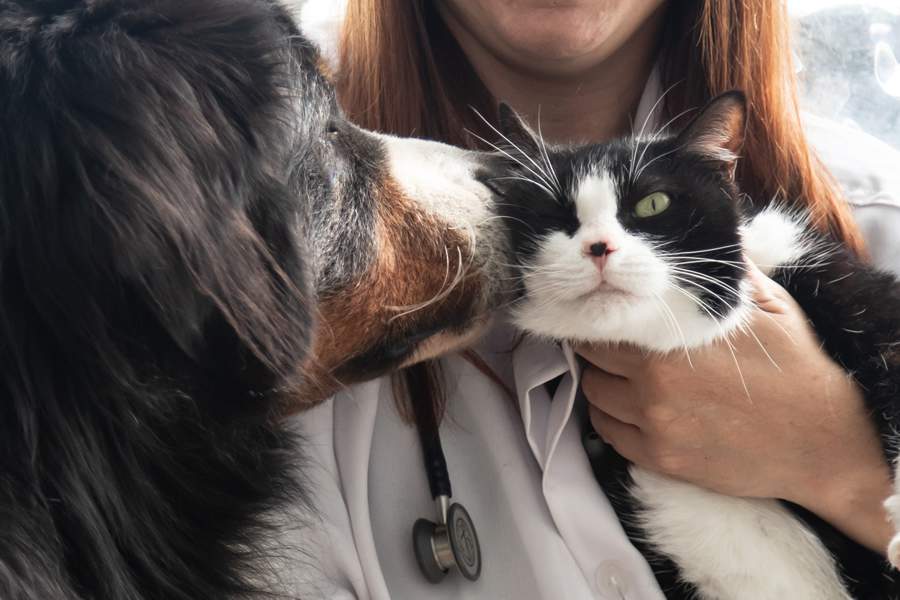 Antiparasit&aacute;rio Frontline&reg; &eacute; eleito &ldquo;Marca do Ano&rdquo; na edi&ccedil;&atilde;o 2021-2022 na World Branding Awards