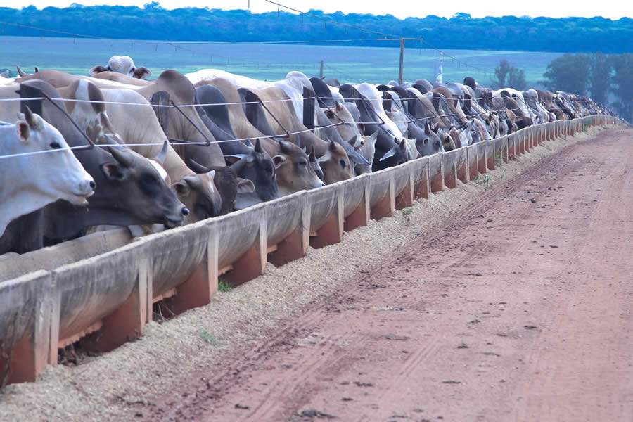 Usar antiparasit&aacute;rios de alta performance e baixo per&iacute;odo de car&ecirc;ncia &eacute; ideal para fase de termina&ccedil;&atilde;o dos bovinos