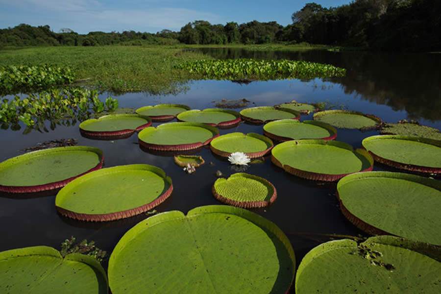 Localizado no bioma mais bem preservado do País, Alto Pantanal foi criado para pensar em oportunidades de negócios e melhorias para a cadeia do turismo regional - Créditos: Lalo de Almeida / Folhapress