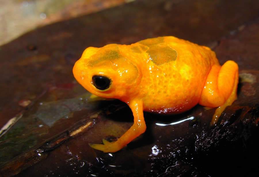 Nova Esp&eacute;cie de Sapo &Eacute; Descoberta em Unidades de Conserva&ccedil;&atilde;o de S&atilde;o Paulo