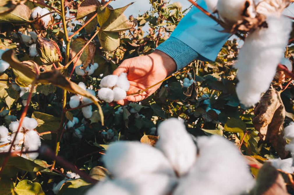 Perfil do solo e tecnologia são decisivos para a cultura do algodão