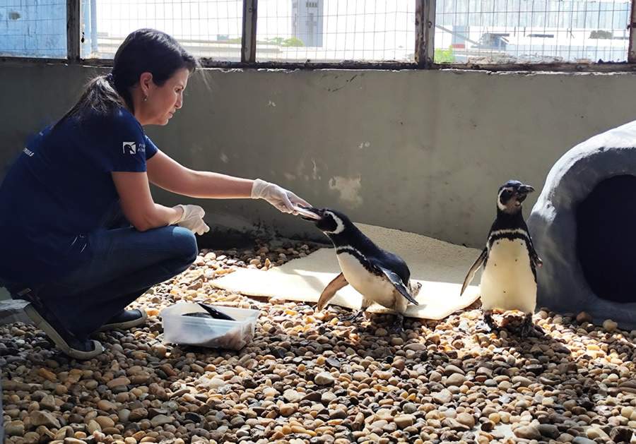 (Fotos: Instituto Albatroz)