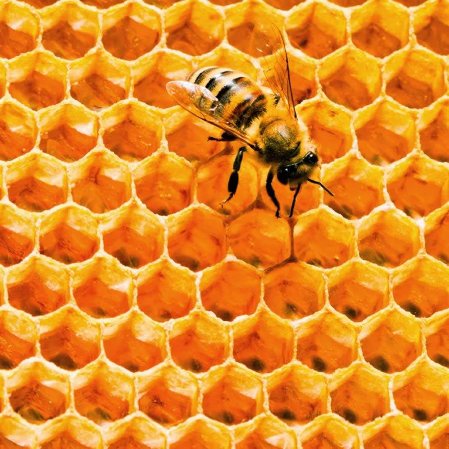 Cera de abelha usada em batons, pomadas e outros cosméticos aumenta alergias de pele, diz estudo