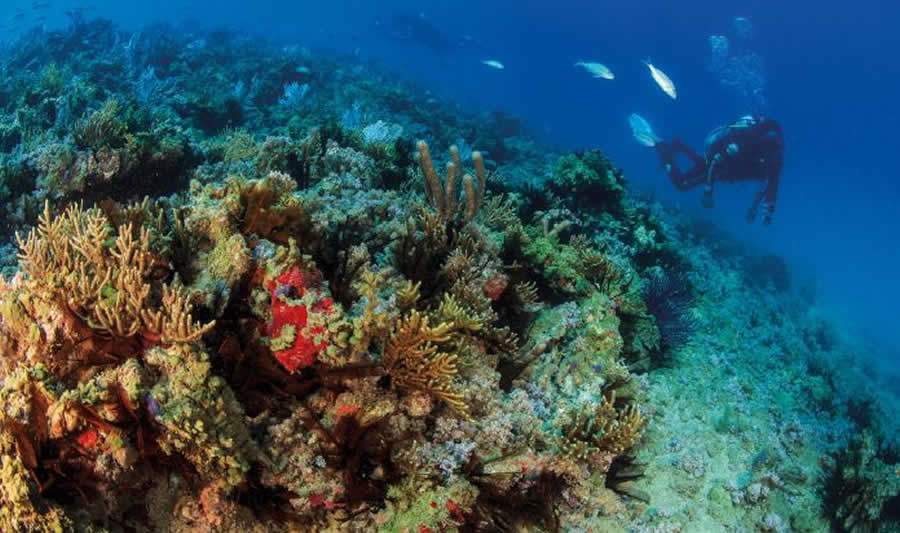 A Costa do Descobrimento apresenta rica biodiversidade