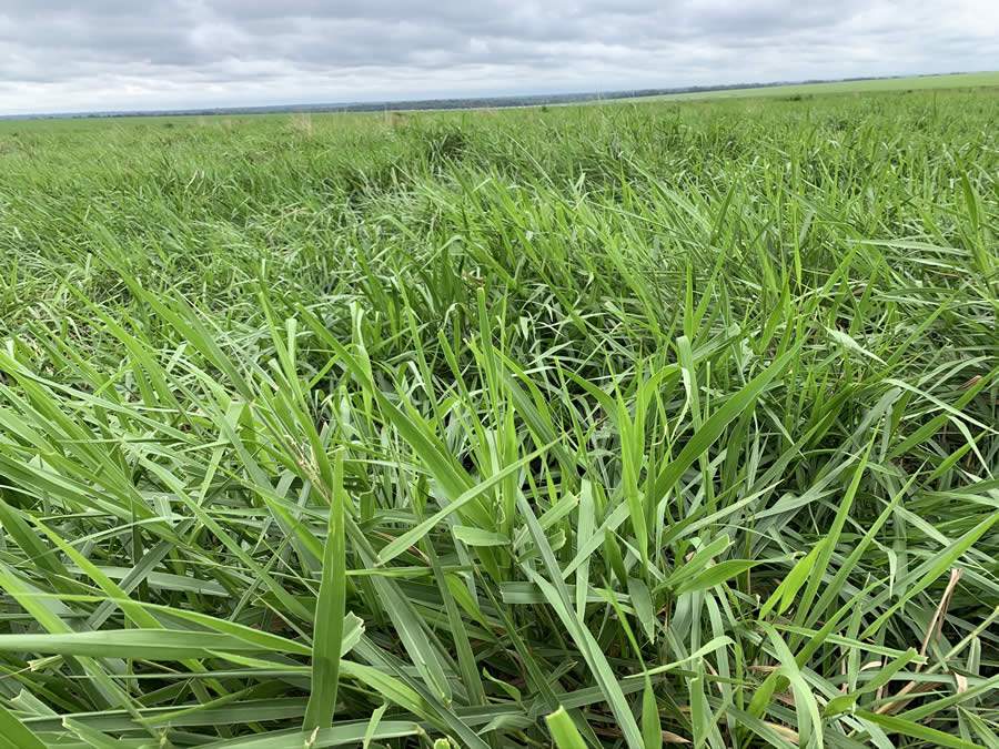 Bioestimulantes potencializam a produtividade em pastagens