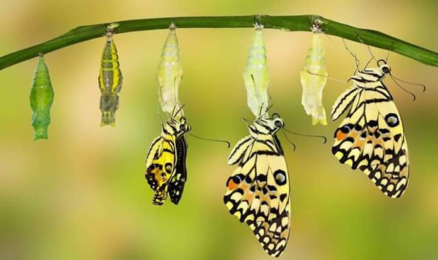 O Mercado de Seguros precisa mudar. Se isso acontecer, ser&aacute; incr&iacute;vel!