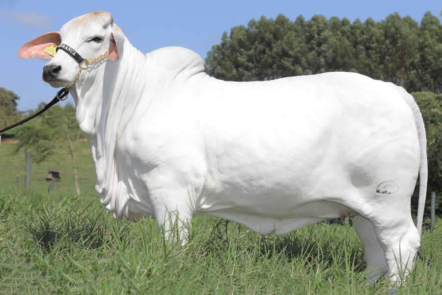 CABR Riva 2731, Campeã Mundial Fêmea da Raça Brahman em 2020