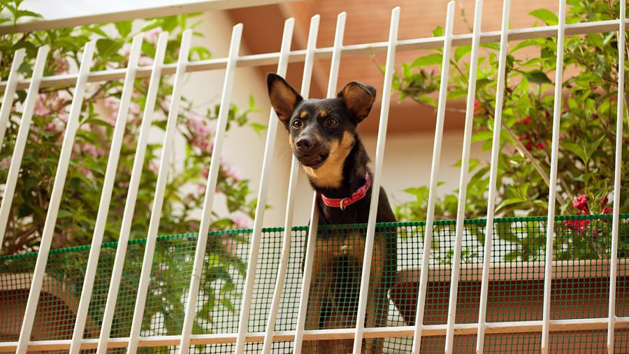 Crédito: Divulgação 