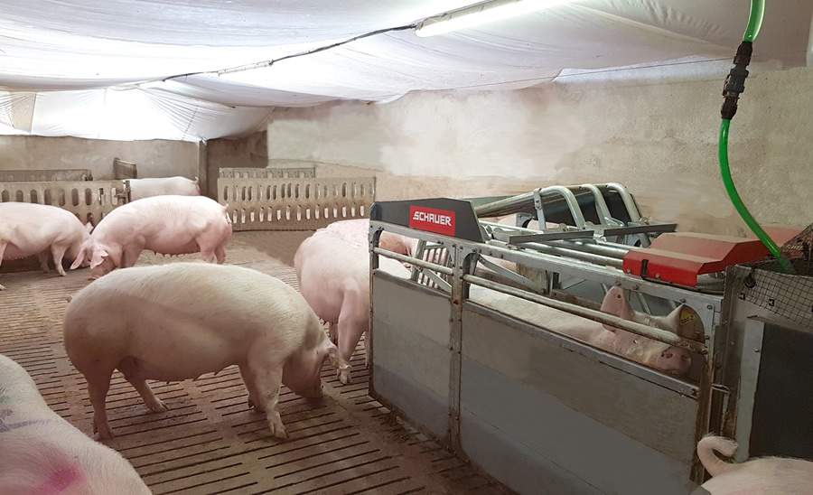 Compident Simultan 8 Abruffutterung fur stabile Gruppen zu 25 Sauen oder ein Vielfaches davon mit gesteuerter Wippe zum Betreten und Verlassen