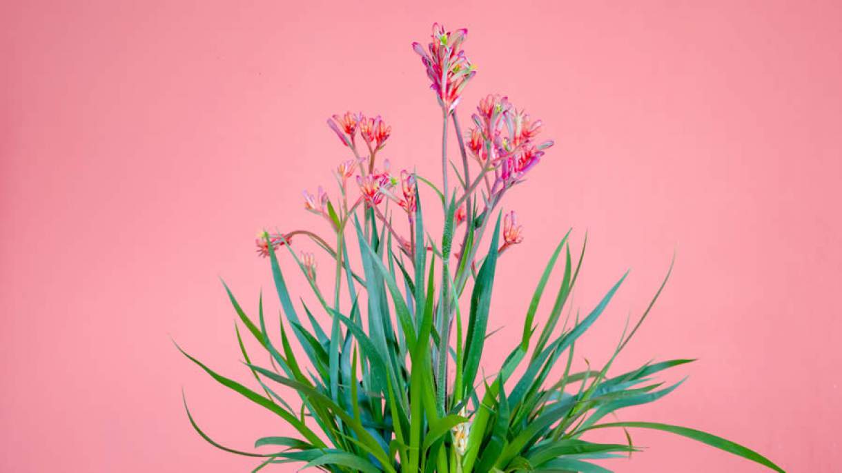 Flores e plantas voltam aos holofotes com a retomada da Expoflora, em  Holambra | SEGS - Portal Nacional de Seguros, Saúde, Info, Ti, Educação