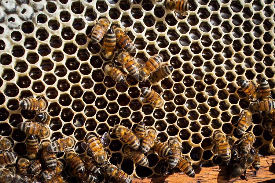 A tecnologia de aplicação na proteção dos polinizadores