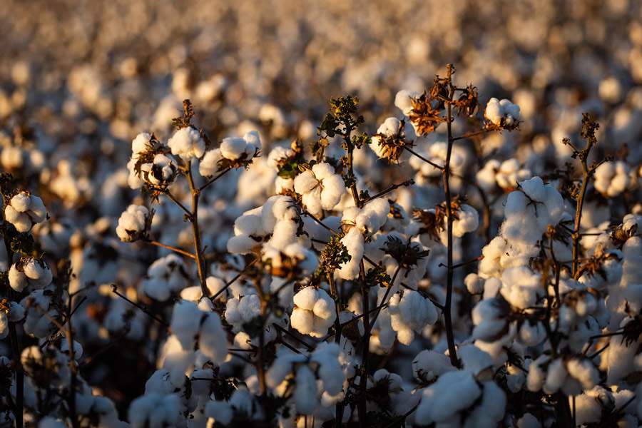 Créditos da foto: CNA Brasil