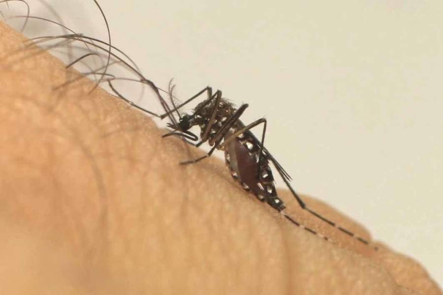 Casos de dengue no país aumentam 149% em janeiro deste ano