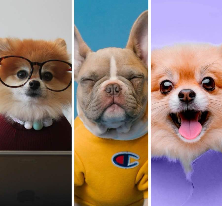 Seguro integrado em plataforma digital oferece prote&ccedil;&atilde;o de sa&uacute;de para pets