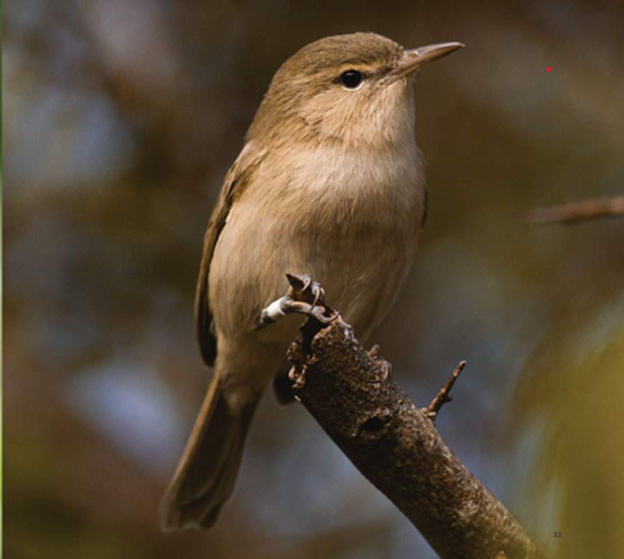 Sebito-de-noronha, esp&eacute;cie rara encontrada em Fernando de Noronha. Foto: Heideger Nascimento