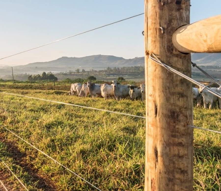Proteção de lavouras e preservação de animais silvestres são focos da Belgo Arames no Show Rural 2024