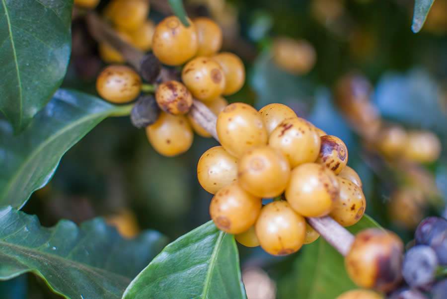 Refer&ecirc;ncia internacional de sustentabilidade, Daterra firma compromisso de plantar 3 milh&otilde;es de &aacute;rvores