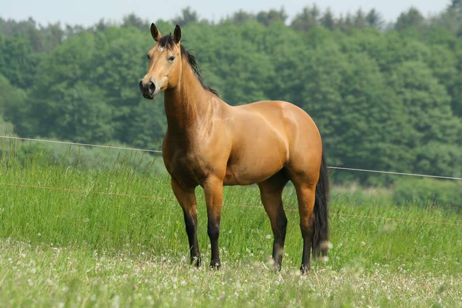 Brasil é líder na transferência de embriões de equinos e tecnologia tem garantido sucesso na transferência entre éguas