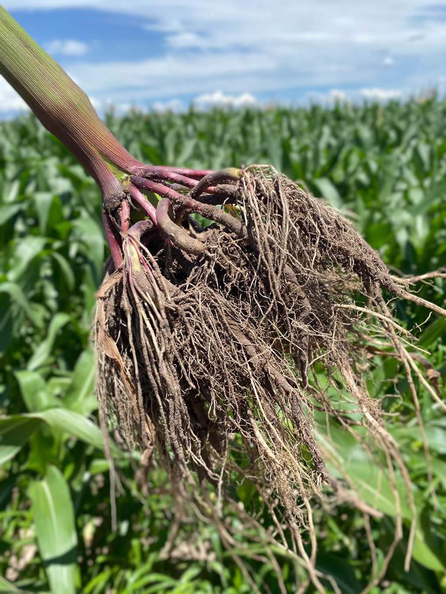 ACADIAN-Busca-por-sustentabilidade-contribui-para-crescimento-do-mercado-de-bioestimulacao-Credito-Divulgacao