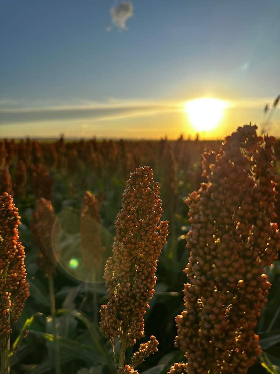 biotrop-sorgo-foto-divulgacao