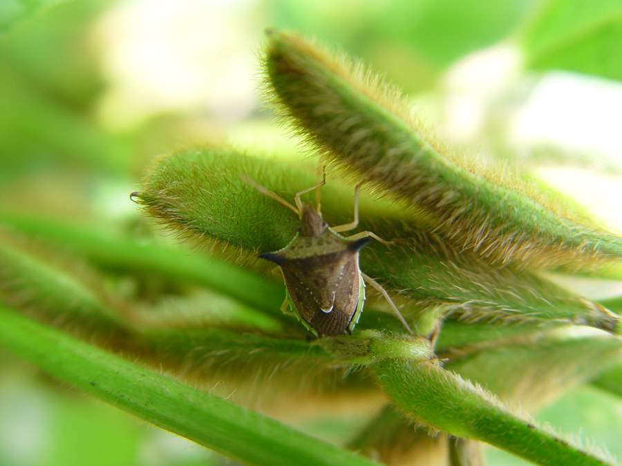 Percevejo barriga-verde