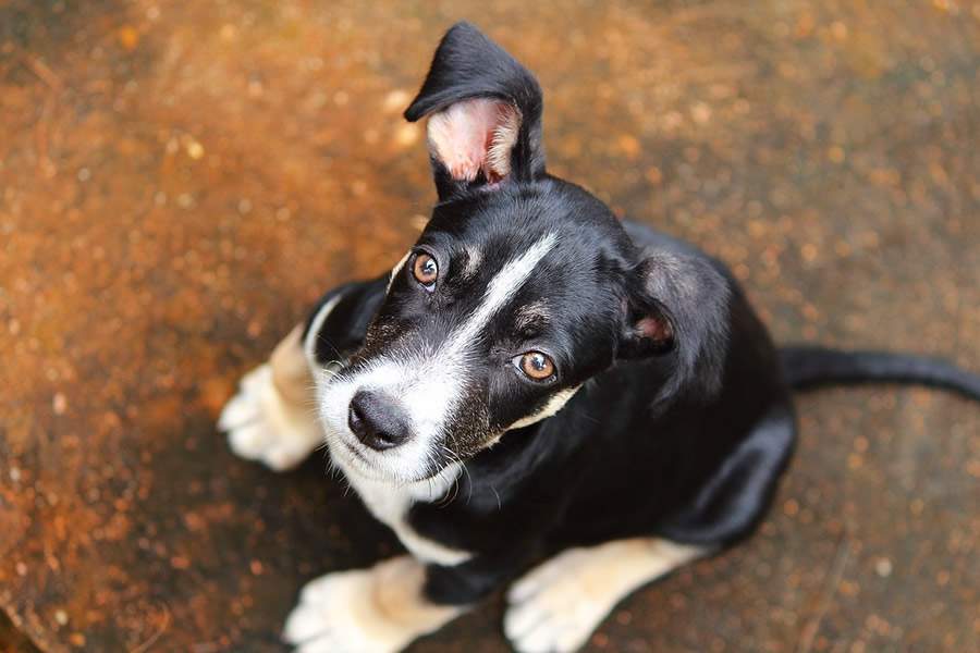 Copa do Mundo: o que fazer com seu c&atilde;o na hora dos fogos