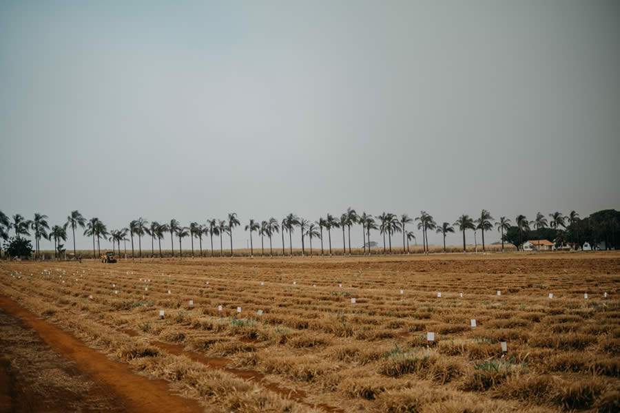 Desenvolvimento gen&eacute;tico de forrageiras de alto desempenho demora mais de uma d&eacute;cada