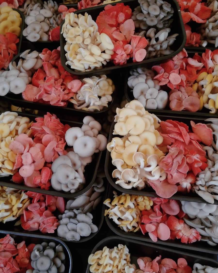 A inova&ccedil;&atilde;o dos pisos radiantes para o agroneg&oacute;cio