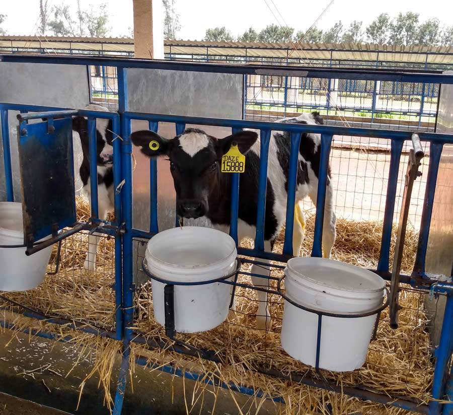 Auster-bezerra-bebendo-água-Má-qualidade-da-água-afeta-o-desenvolvimento-e-a-produtividade-das-bezerras-foto-divulgação