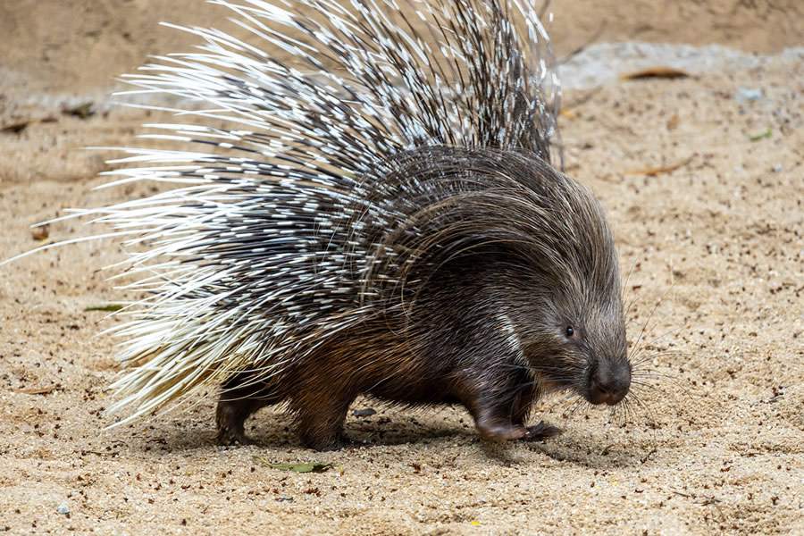  Zoo de S&atilde;o Paulo recebe porco-espinho africano in&eacute;dito no Brasil - Divulga&ccedil;&atilde;o Zoo S&atilde;o Paulo