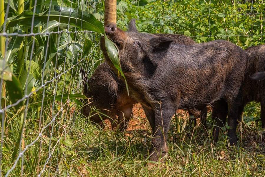 Tecnologias para proteção de patrimônio rural e eletrificação de cercamentos são destaques da Belgo Bekaert na Agrishow 2022
