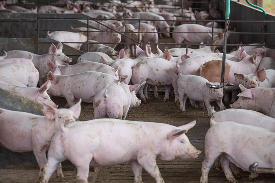 Qualidade e periodicidade de amostras laboratoriais são essenciais para identificação dos problemas sanitários de suínos e tilápia, aponta especialista