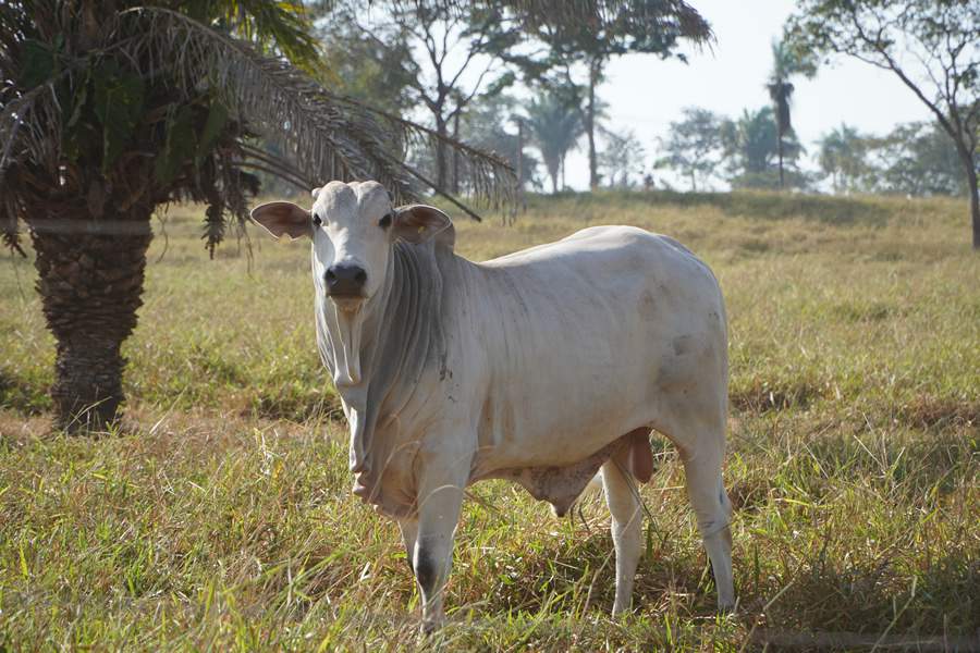 Mais do que nunca, pecuarista precisa ser eficiente