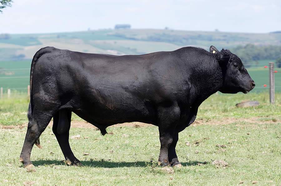 CRV Lagoa contrata Hamut Easy, touro homozigoto número 1 da safra 2017 do Promebo