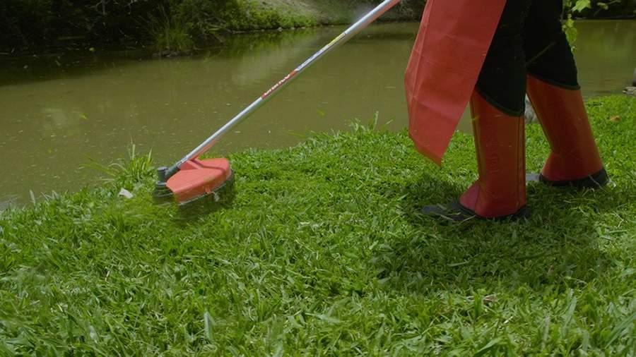 Saiba quais os principais cuidados para formar e cuidar de um jardim