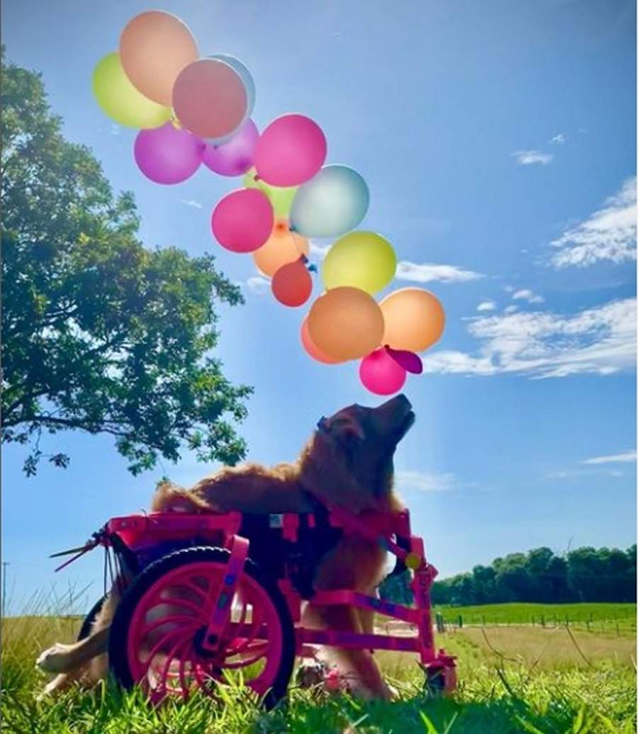 Cadela com defici&ecirc;ncia faz sucesso em app de v&iacute;deos curtos ao lutar contra o preconceito