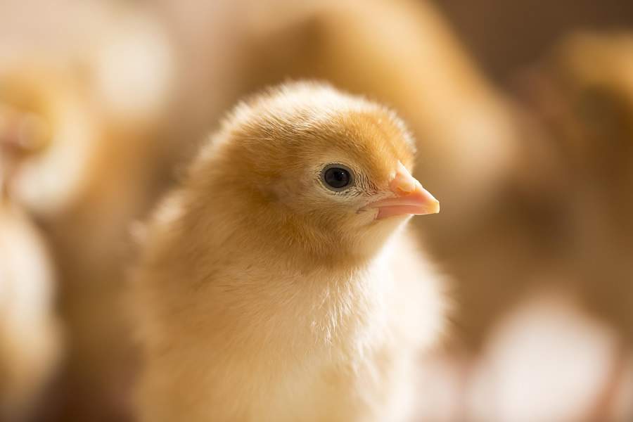 Embriologia aplicada: como os primeiros dias de vida do embri&atilde;o determinam a sanidade e a performance do pintinho