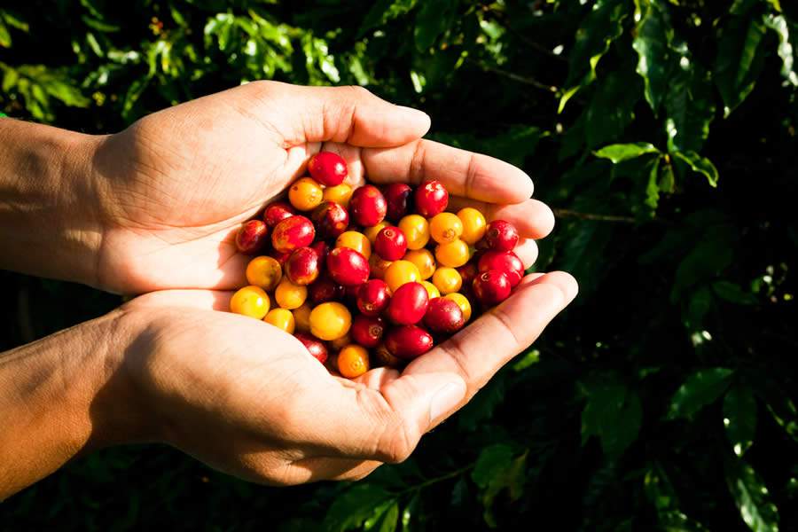 Semana Internacional do Caf&eacute; Divulga&ccedil;&atilde;o/SIC