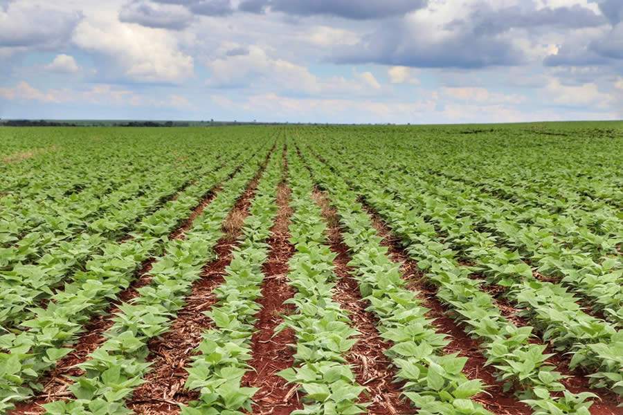 Propriedade de Goi&aacute;s tem plantio diversificado e consegue manter sempre renda ao produtor