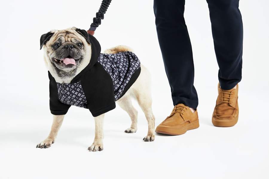 Pets no inverno: saiba como cuidar dos bichos