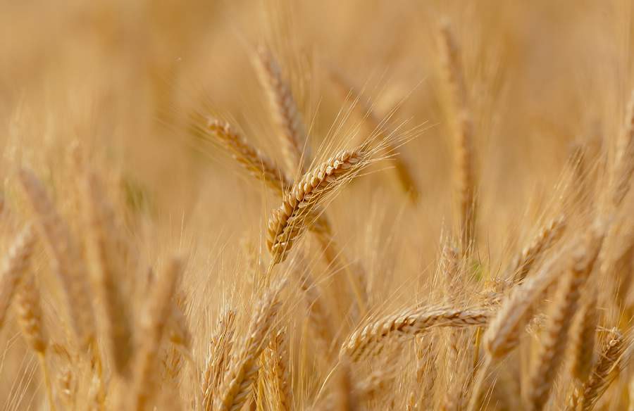 Ministério da Agricultura prevê produção de trigo nacional em mais de 330 milhões de toneladas nos próximos dez anos - Créditos: Pixabay