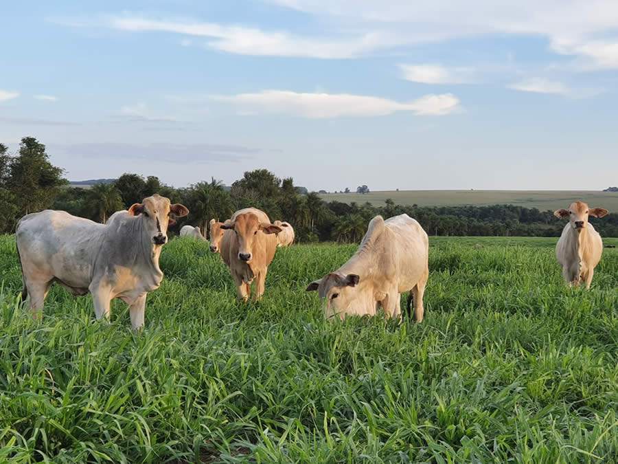 Com utilização das sementes de Brachiaria da Soesp no sistema de rotação, propriedade mais que duplica lotação de animais por hectare