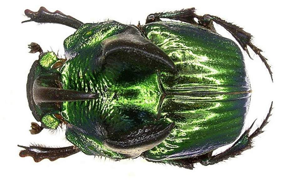 Alguns animais refletem, e outras enxergam, luz circularmente polarizada - Cr&eacute;dito da foto: Udo Schmidt from Deutschland, CC BY-SA 2.0 , via Wikimedia Commons