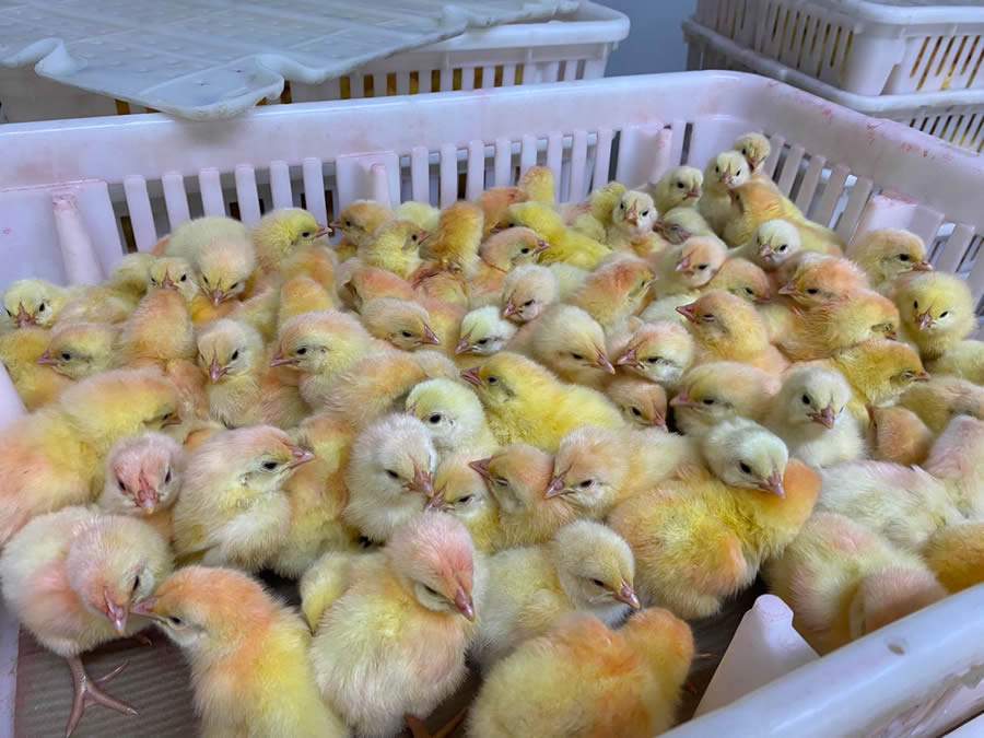 PHIBRO-Bronquite-infecciosa-em-aves-Credito-Divulgacao