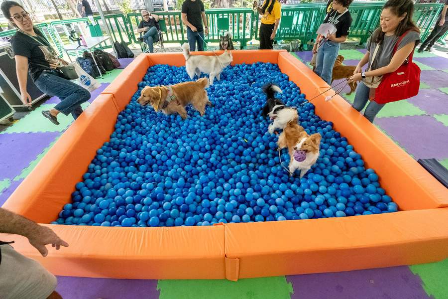 Evento pet friendly: TOKIO MARINE celebra Assistência Pet em SP