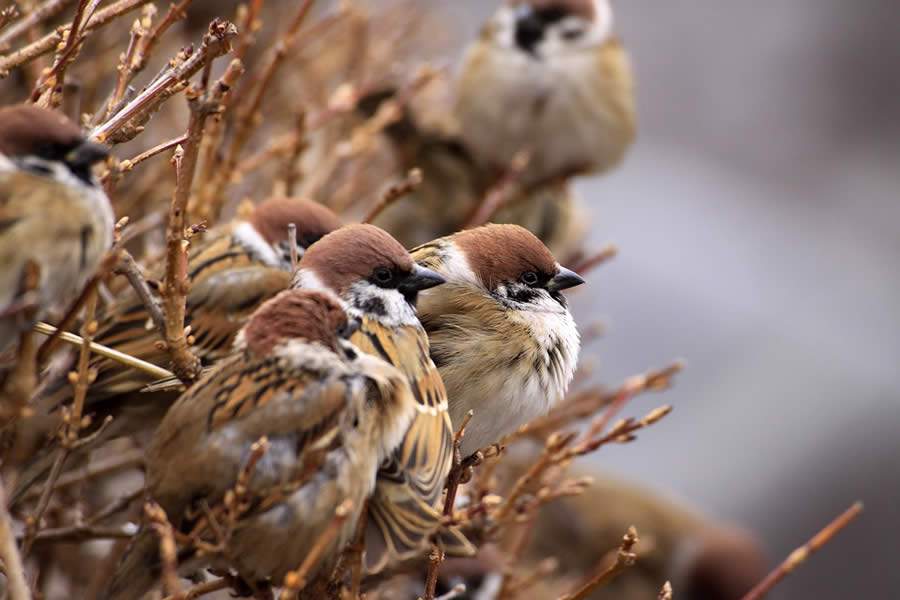 Crédito: pixabay.com_CC0 Creative Commons