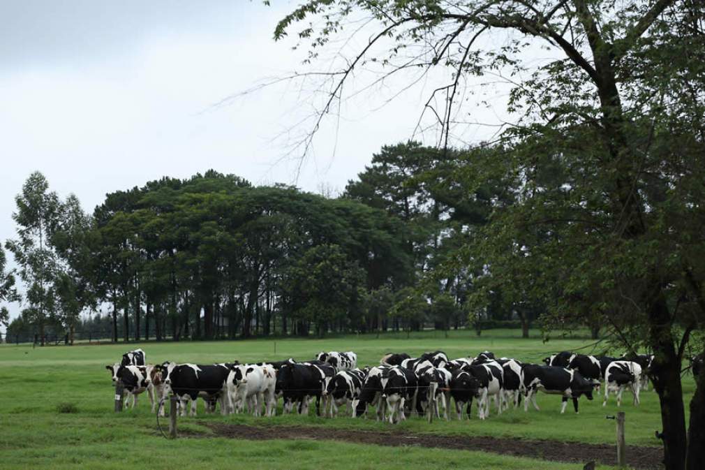 SireMatch, da CRV Lagoa, atende 1.000 fazendas e teve crescimento de mais de 65% de vacas acasaladas nos últimos três anos