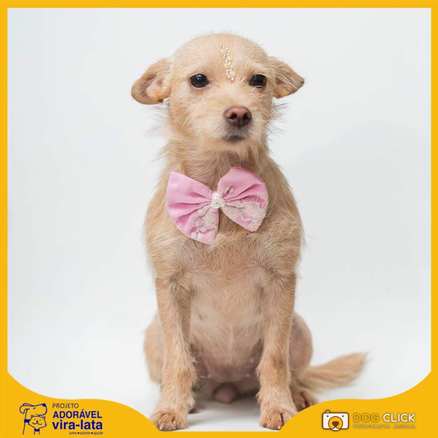 Projeto Ador&aacute;vel Vira-Lata realiza feira on-line para ado&ccedil;&atilde;o de animais abandonados