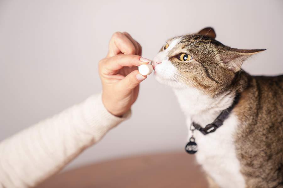  Na DrogaVET, o molnupiravir pode ser preparado em diferentes formas farmac&ecirc;uticas, como biscoitos, pasta oral e suspens&atilde;o oleosa em dosagens personalizadas e flavorizadas - Foto: Capuski